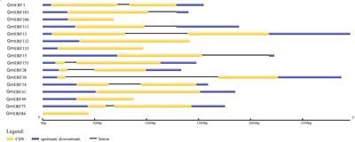 The Roles of GmERF135 in Improving Salt Tolerance and Decreasing ABA Sensitivity in Soybean